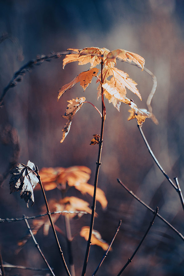 Sapling with orange leaves