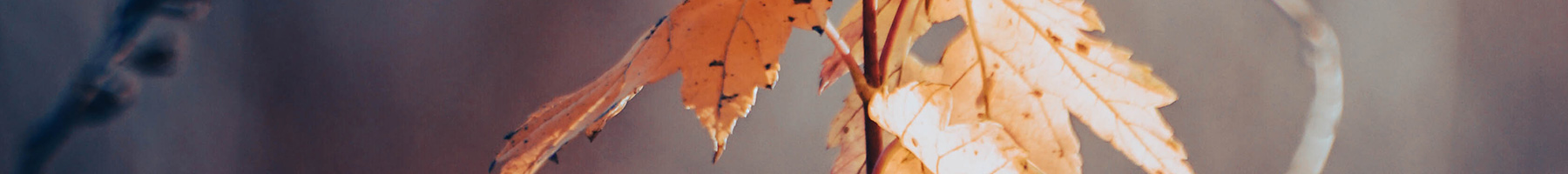 Sapling with orange leaves