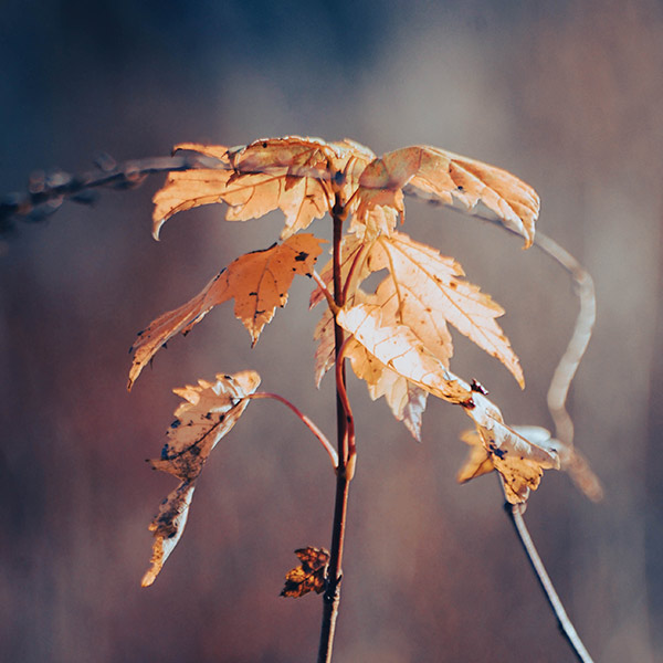 Sapling with orange leaves