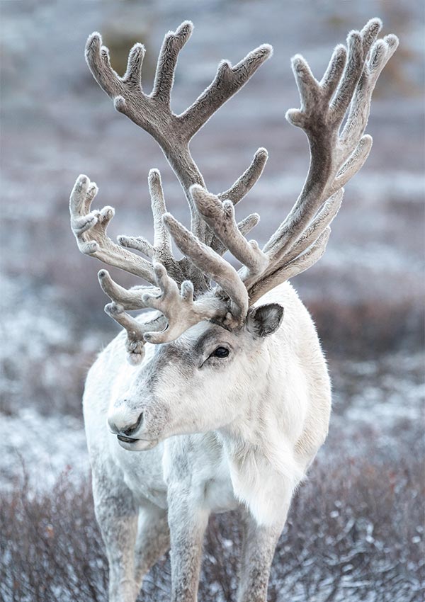 white reindeer